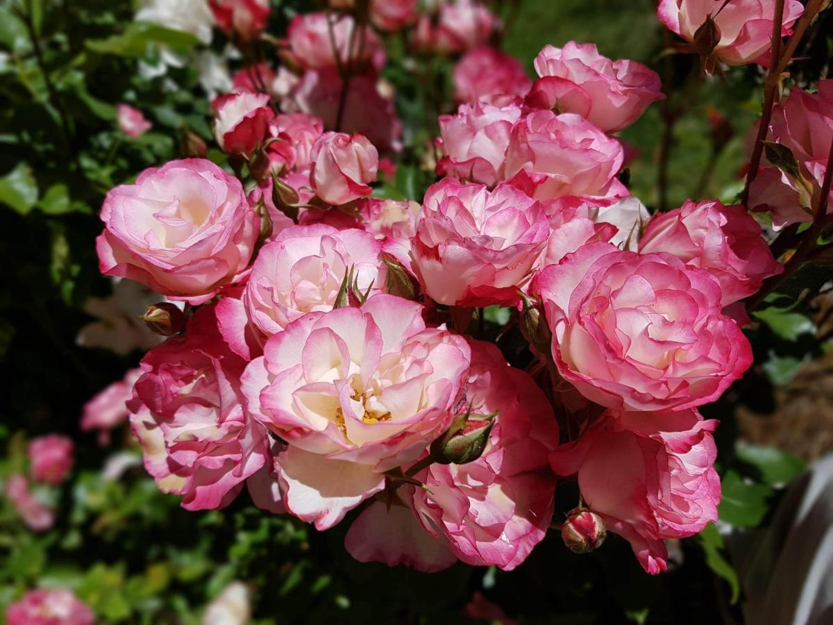 De las Rosas Bariloche Exterior foto